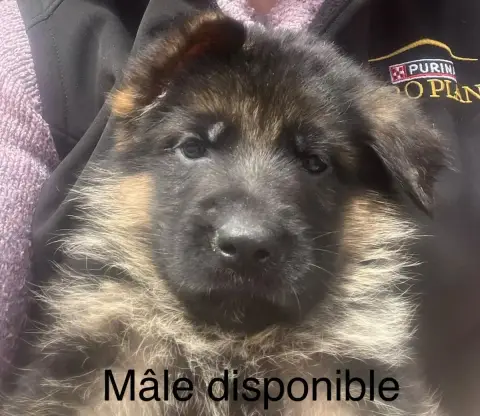 Berger Allemand  Balto Des Légendes Du Castel