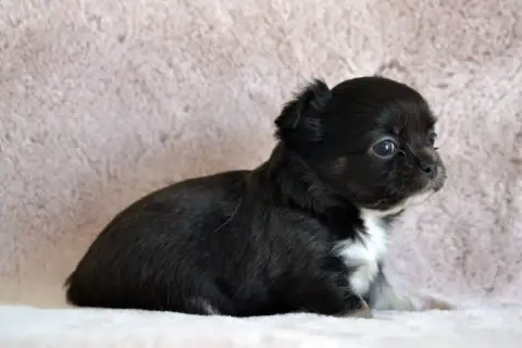 Chihuahua  Black Bart Des Loves Didi photo 2