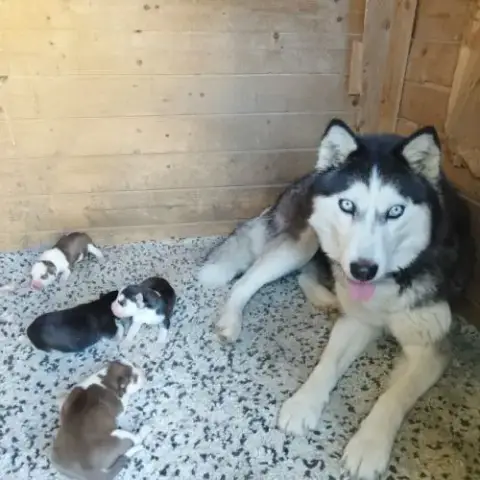 Chiot Husky