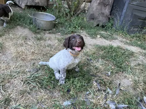 Adopter Petit Epagneul De Münster 
                        Co fe0b0