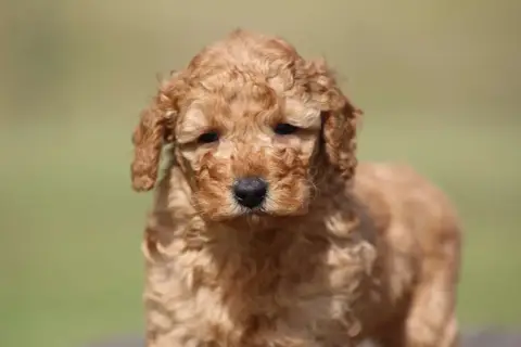 Caniche  Chiot N°1 De L'Angelarde photo 2