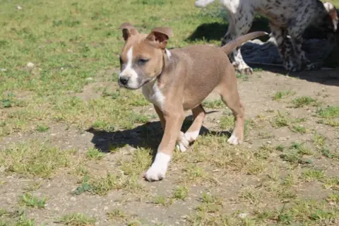 American Staffordshire Terrier  Bella Du Mas D Elna D dbe98 photo 3