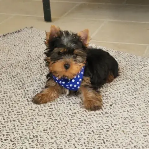 Magnifique Bébé