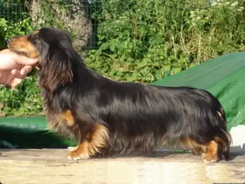 Teckel Poil Long  Baba Au Rhum Des Amours De Poseidon 4277e photo 2