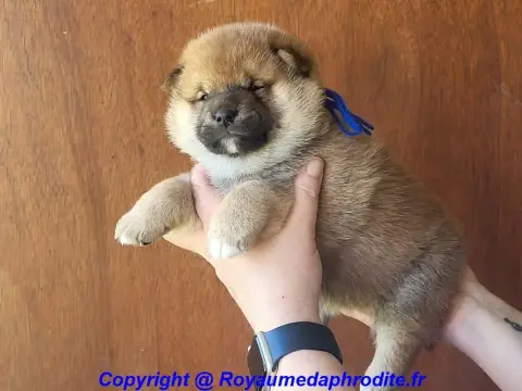 Shiba