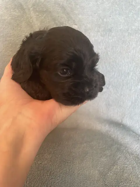 American Cocker Spaniel  Collar Jaune Truly Mine