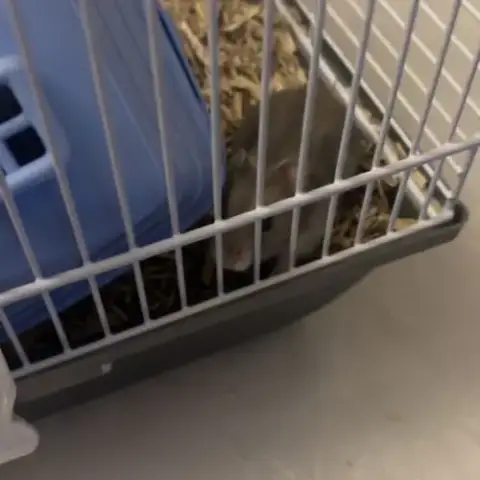 Hamster À Vendre +Cage+Accessoire+Nourriture