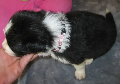 Border Collie  Chiot N°6 De La Vallee Du Douro photo 2