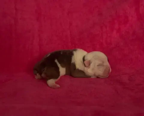 Bulldog Anglais  Chiot 4 Des Praz D'Orépac