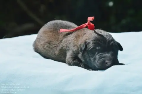 Berger Belge  Chiot 3 Mady'N Alphysia