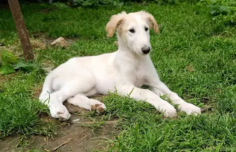 Barzoi  Bambi