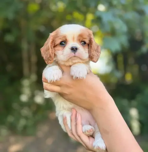 Cavalier King Charles Spaniel  Male 3 Des Terres De D 96c21