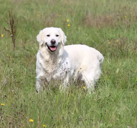 Golden Retriever photo 3