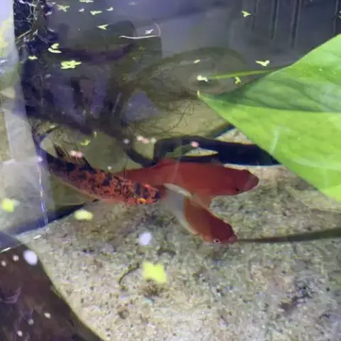Aquarium Cuve 80 Litres Et Poissons