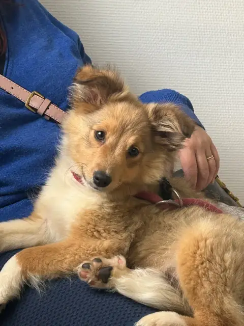 Shetland Sheepdog  Asterix Du Domaine Du Chigny