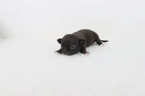 Chihuahua