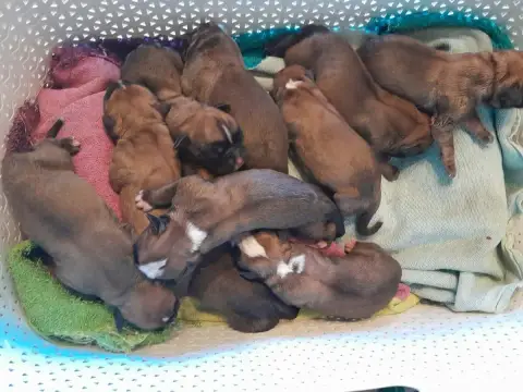 Boxer  Chiot 2
