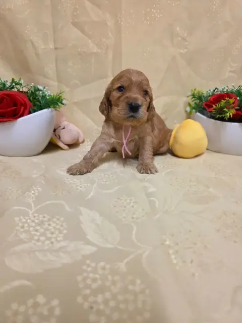 Cocker Spaniel Anglais 
                        B.... f87d8 photo 3