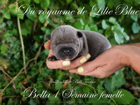 Staffordshire Bull Terrier  Bella Du Royaume De Baby  a29e4