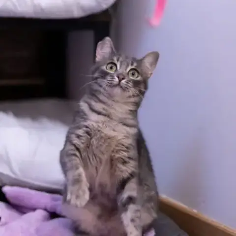Chipie