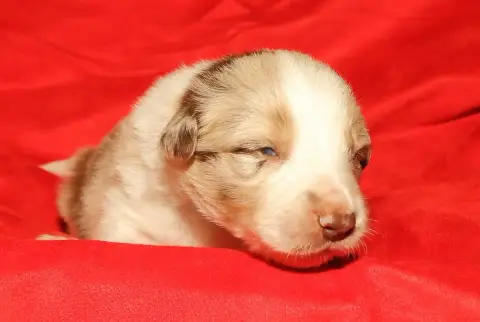 Border Collie  Bb8 Du Trident De Valfred photo 2