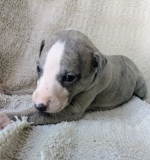 Whippet  Bacchus De Rockalma