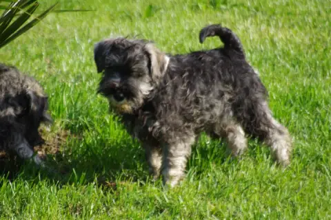 Schnauzer Miniature  Bach A L'Ouest Des Prés De L'Abb 7855e photo 2