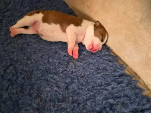 Staffordshire Bull Terrier  Chiot 6 De Gaia Vlka photo 2