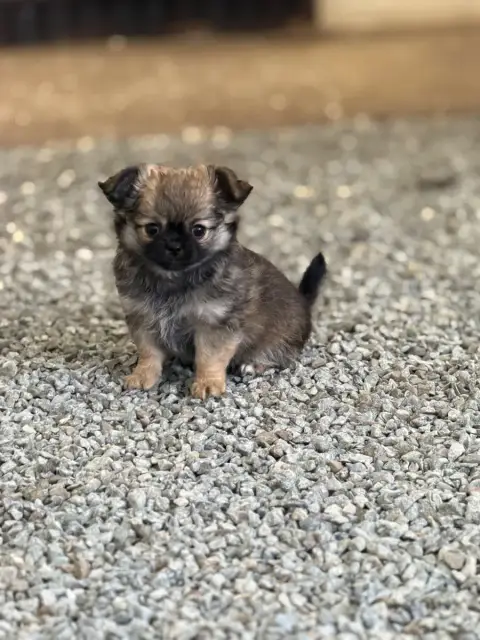 Chihuahua  Chiot N°3 Du Moulin De Madjurie
