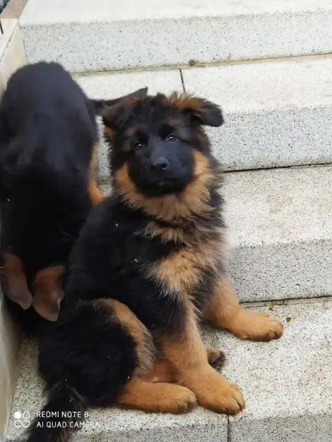 Berger Allemand  Chiot N°1 De La Citée Des Orchidées cf94d