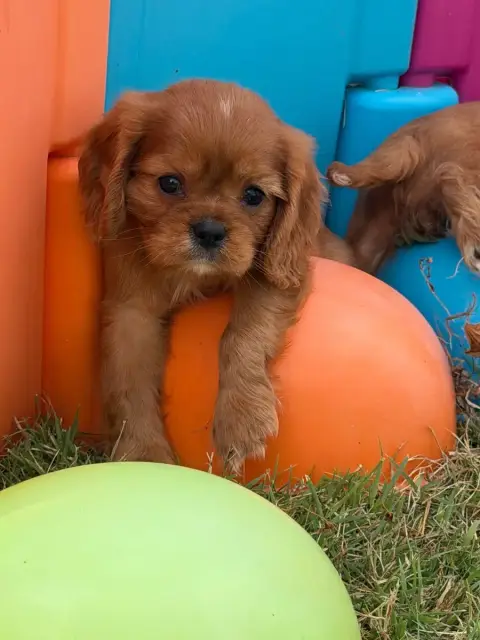 Cavalier King Charles Spaniel  Bambou De La Cour De M 40092 photo 2