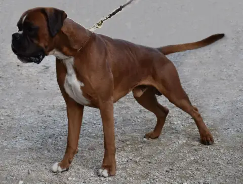 Boxer  Aymy Des Gardiens De Chami photo 2