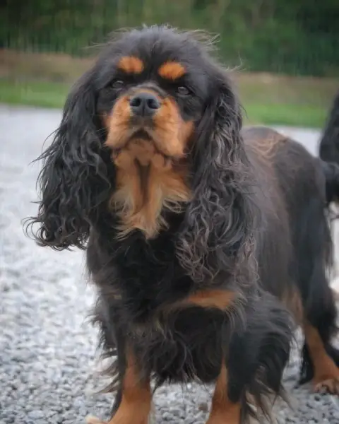 Cavalier King Charles Spaniel photo 3