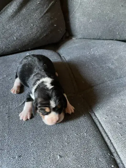 Beagle  Chiot 2 De L'Antre Des Jacks
