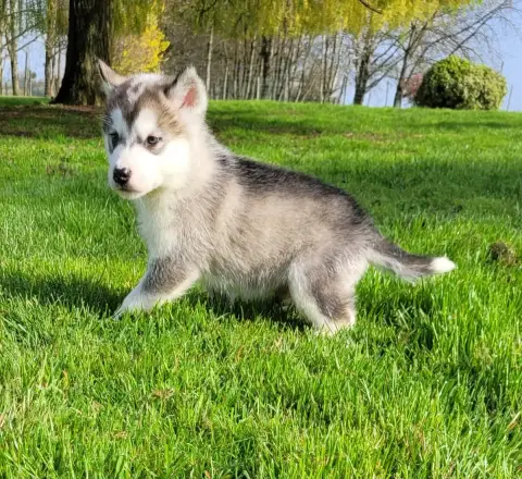 Alaskan Malamute  Balthazar Des Marais De Courmont photo 3