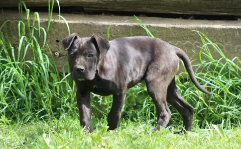 Cane Corso  Chiot 1 photo 3