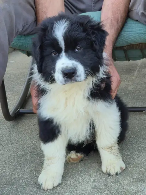 Berger Australien  Chiot N°2 Des Plaines D'Alexoanne ed55e photo 2