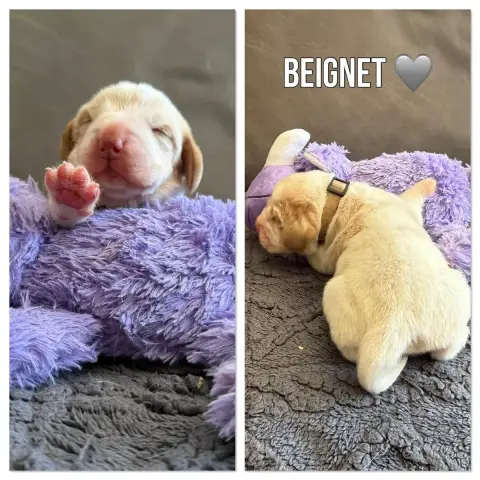 Beagle  Beignet De La Vignelais