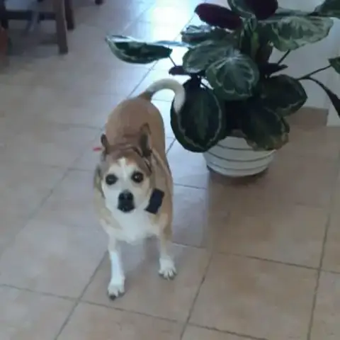 Chien Jazzy À L Adoption
