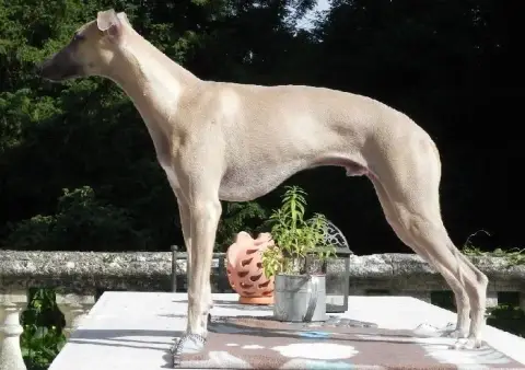 Whippet  Chiot N°7 Du Domaine Le Haut Blanc Mesnil