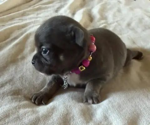 Chihuahua  Chiot N°3 Du Hameau Des Nours photo 2