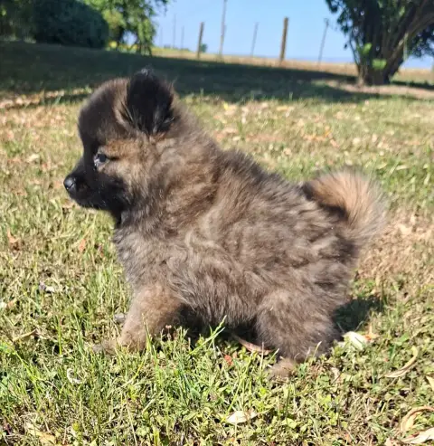 Eurasier  Beka Des Marais De Courmont photo 3