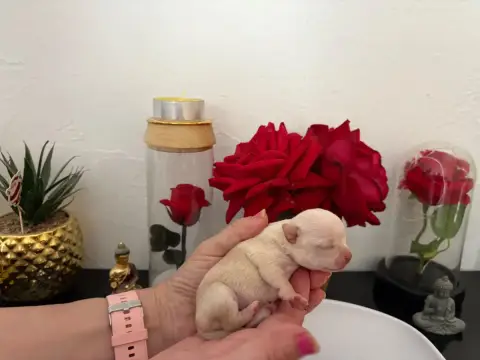 Chihuahua  Chiot N°5B Des Roses De Lolita photo 2