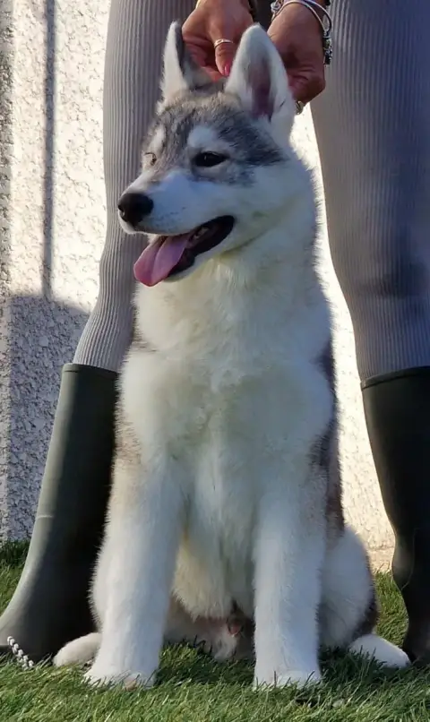 Siberian Husky  Another Love For Life Of Nashkaia photo 2
