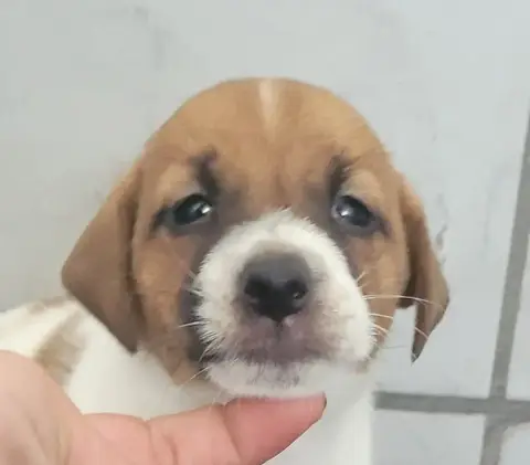 Jack Russell Terrier  Chiot N°1 Des Marais De Courmon 7986e