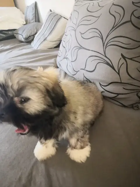 Lhassa Apso  Bella A Pazzia D'Aurelia photo 3