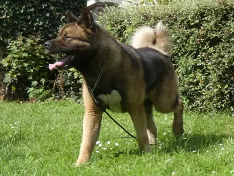 Akita Americain  Alesia Des Marais De Courmont photo 3