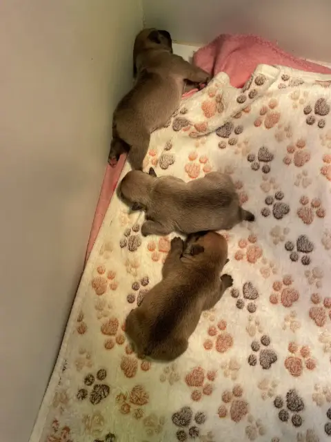 Bouledogue Français  Bazile Du Hameau De Fontenay
