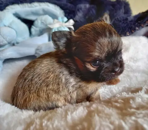 Chihuahua  Chiot 2 Des Petites Brindilles photo 3