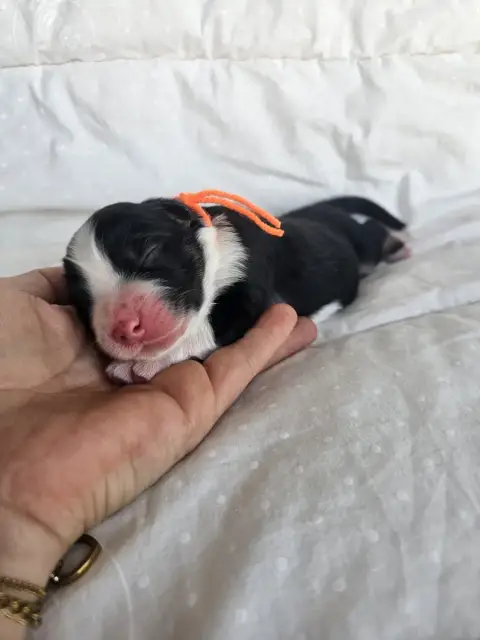 Berger Australien  Chiot N°2 Des Amours De Claya